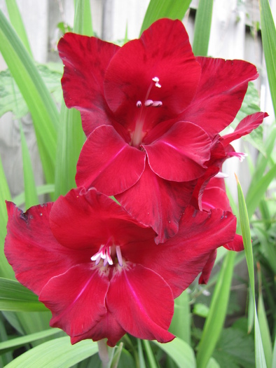 Gladiole 4 aug 2010 (2)