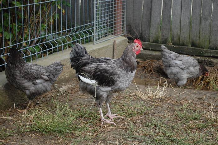 1 coq de limousine aug. 2010