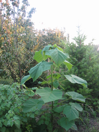 august 2010 - paulownia