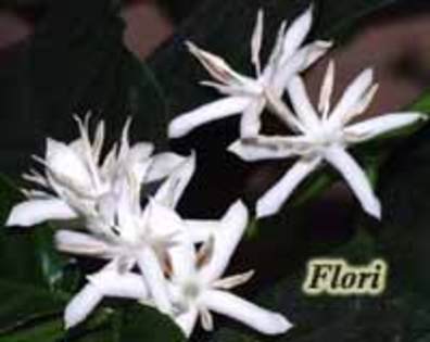 florile arborelui de cafea (poza preluata de pe internet)