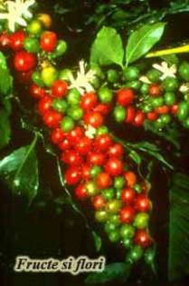 fructele arborelui de cafea (poza preluata de pe internet)
