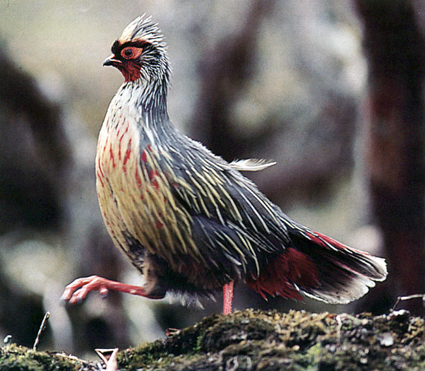 Blood pheasant