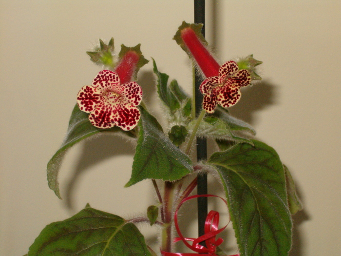 Kohleria Bibi - Kohleria