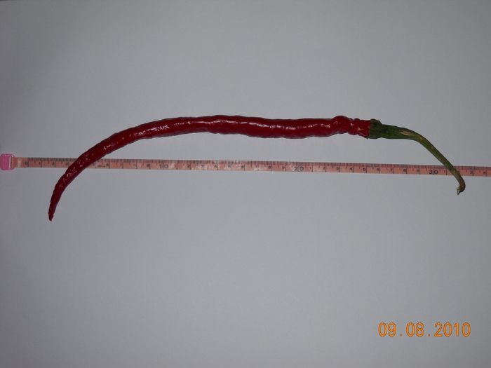 cayenne