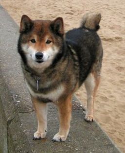 Shiba-Inu--0