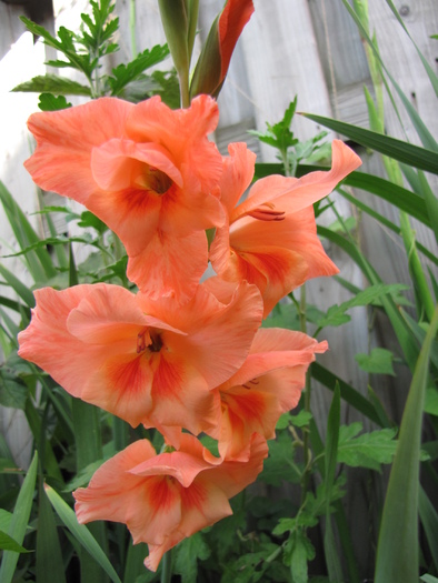 Gladiola portocalie 20 aug 2010 (1)