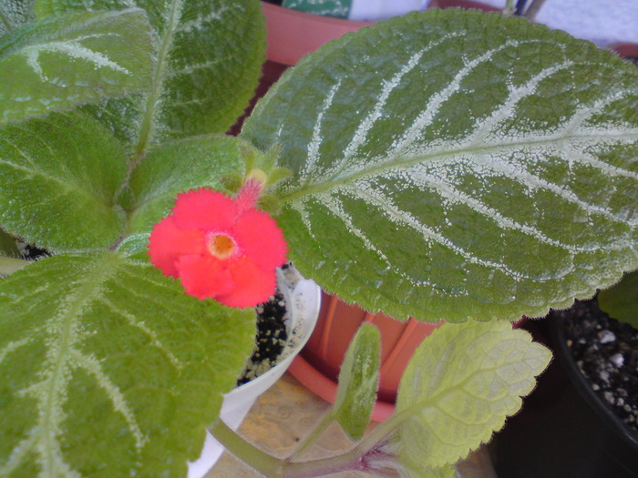 Episcia Tricolor (1) - Episcia