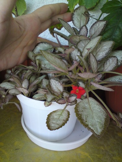 Silver Skies - mini - Episcia