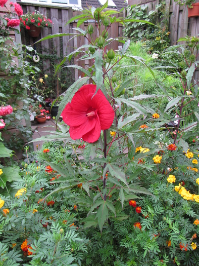 Hibiscus Moscheutos 26 aug 2010 (1)