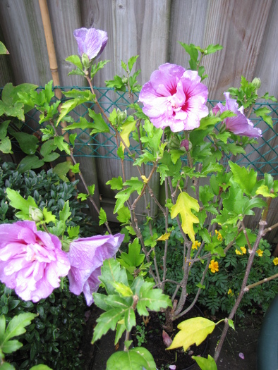 Hibiscus Syriacus (White) 26 aug 2010