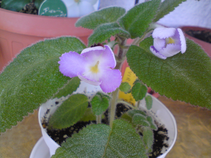 Liliacina f. Viridis (2) - Episcia