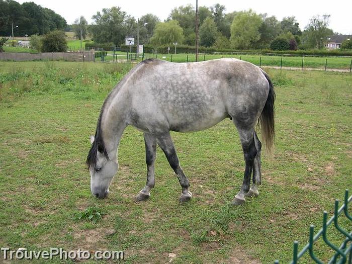 041-chevaux-gris - poze cai