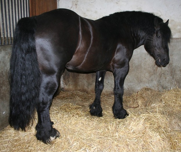 bllack-percheron-wee1