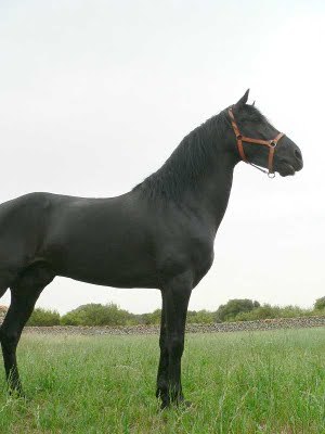 caballo negro de raza menarquina