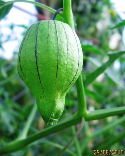 Tomatillo