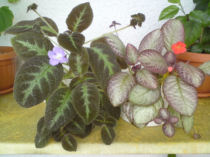 Fanny Haague Moon Light - Episcia