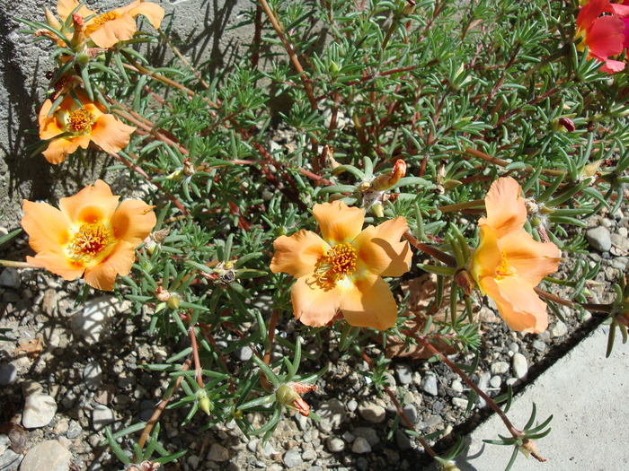 Portulaca grandiflora Hook.1829. - Genul Portulaca