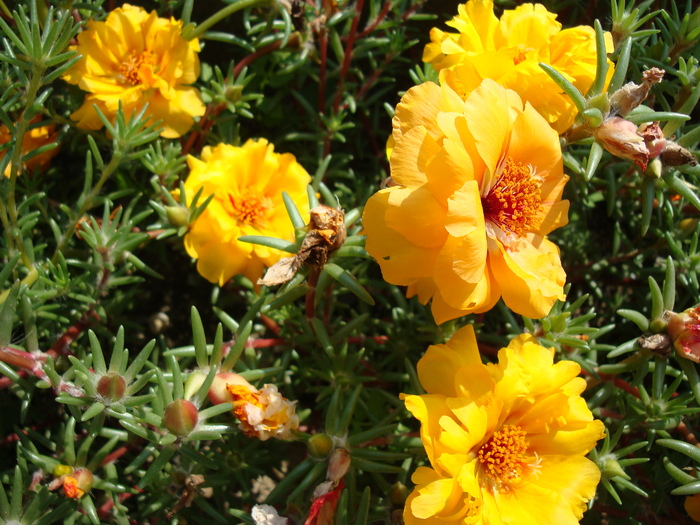 Portulaca grandiflora Hook.1829.