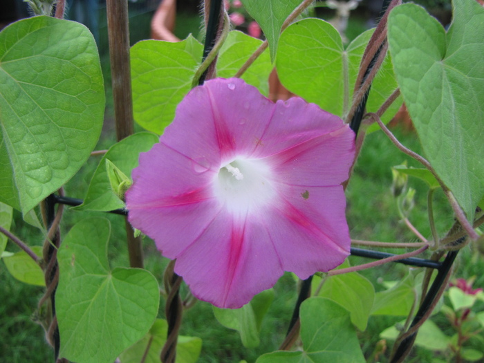 Ipomoea roz 27 aug 2010 (2)