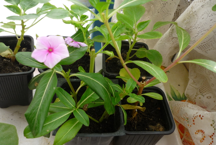 vinca roz in 2 septembrie