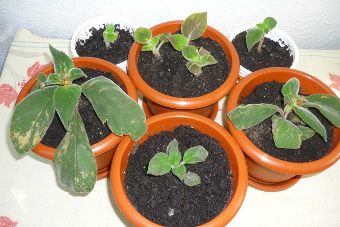 eucodonia (fata) si dragele mele kohlerii bibbi (spate), respectiv eriantha (lateral), in 2 sept 201