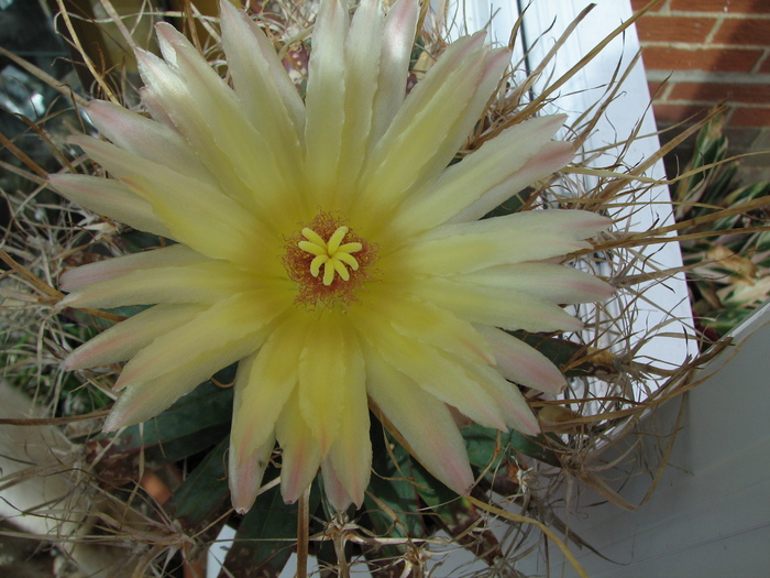 A treia floare 2010 (6)