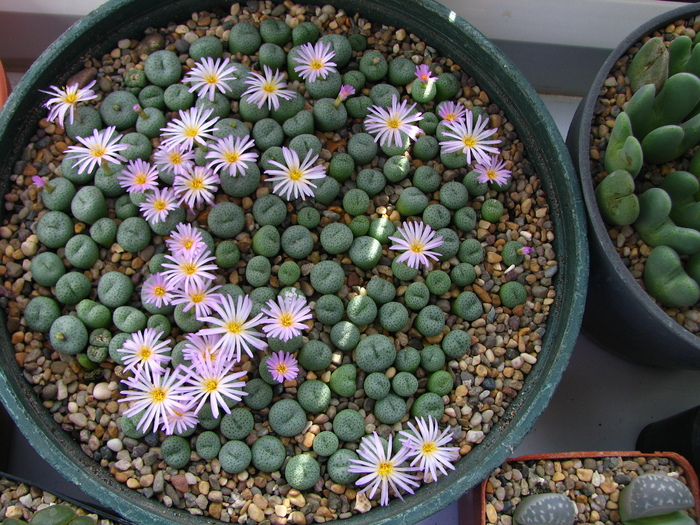 Conophytum 1 (2)