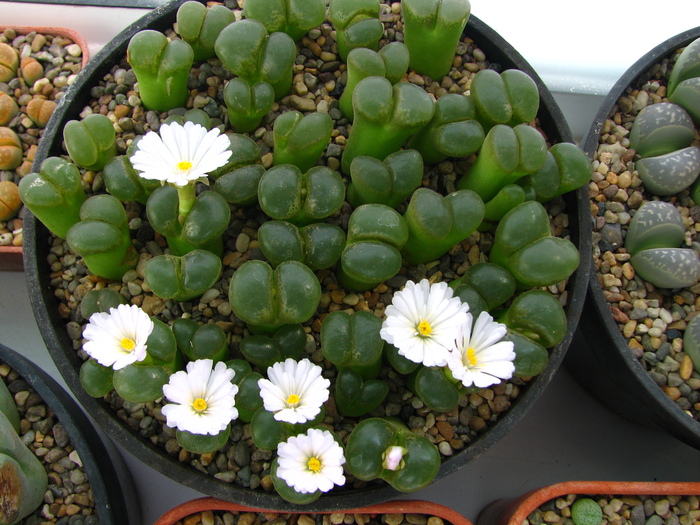 Conophytum 2 (3)