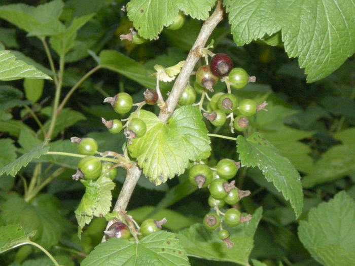 Fructe coacaz negru; 01.06.2010 Inceputul coacerii
