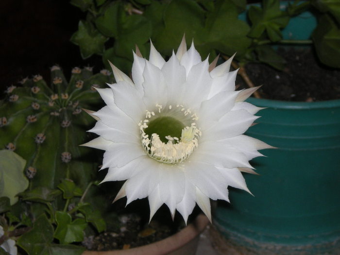 Floare de cactus  17.07.2010; Echinopsis
