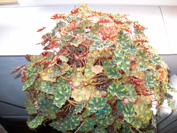 begonia  tigru