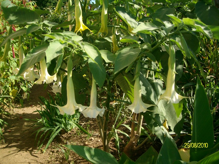 brugmansie alba dluba 50lei; datura alba dubla...
