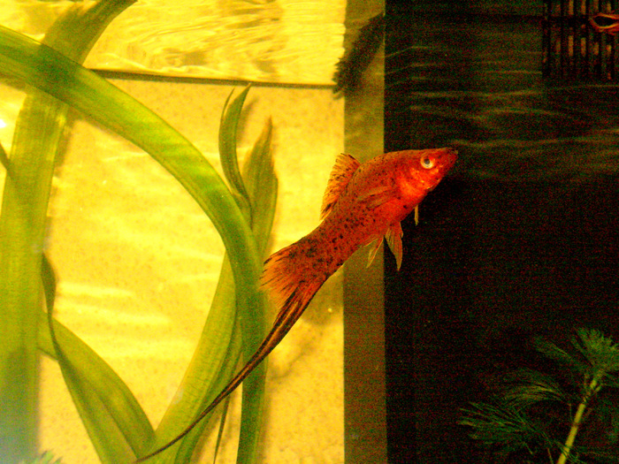 Xifo Fish