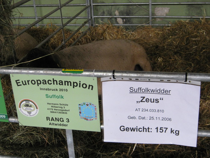 zeus campion european