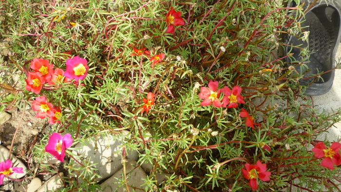 flori de piatra cyclam si rosii