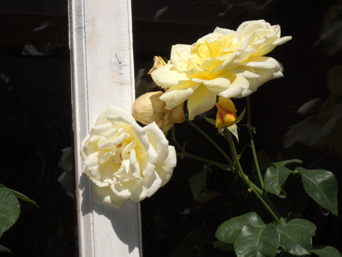 trandafirul galben - Ferma lui nenea Dutu