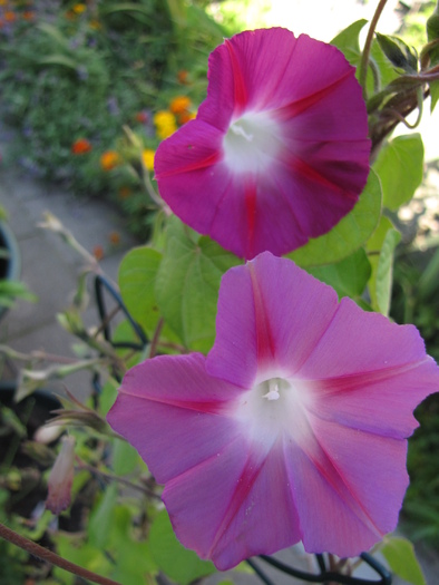 Ipomoea roz 6 sept 2010 (1) - ipomoea - zorele