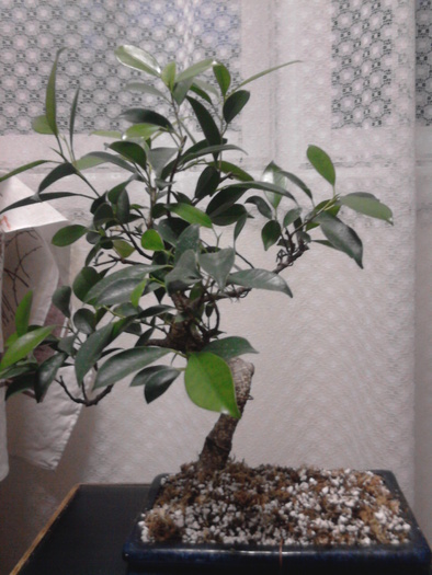 Ficus retusa - Ficus retusa 1