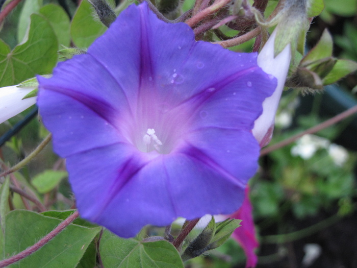 Ipomoea 15 sept 2010 (2)