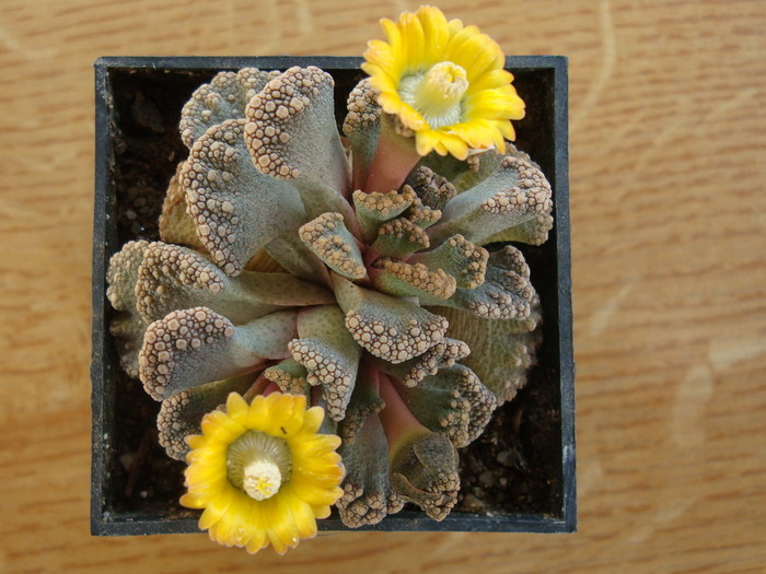 Titanopsis calcarea (Marl.) Schwantes Habitat;; Habitat: Africa de Sud;  Bushmanland, Upper Karoo (-4°C)
