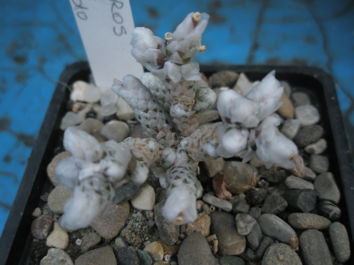 Anacampseros albissima - 16.09 - SUCULENTE