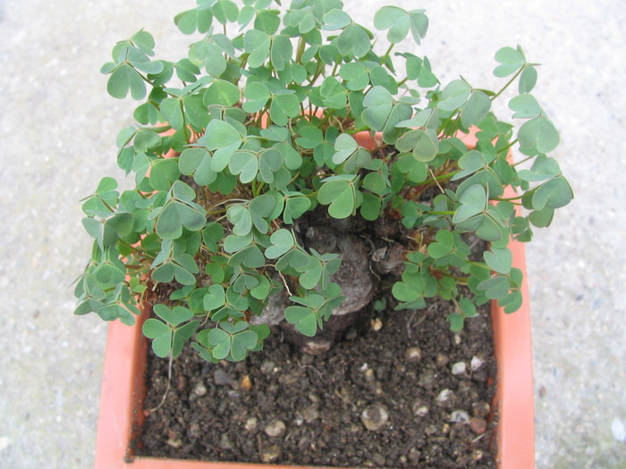 Oxalis articulata ssp. rubra (St.Hil.) Lourteig 1983