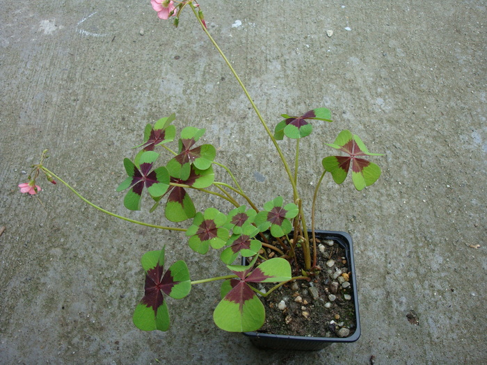 Oxalis deppei    (Lodd. ex-Sweet) Habitat; Mexic