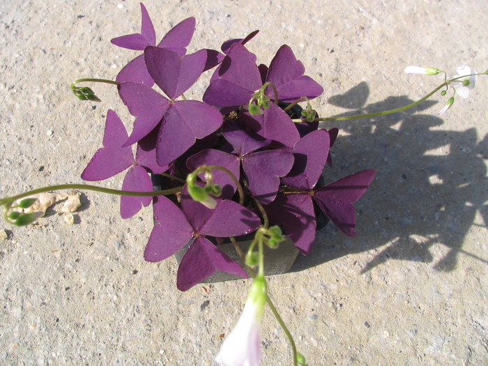 Oxalis regnellii ''atropurpurea'' (R.Br.)