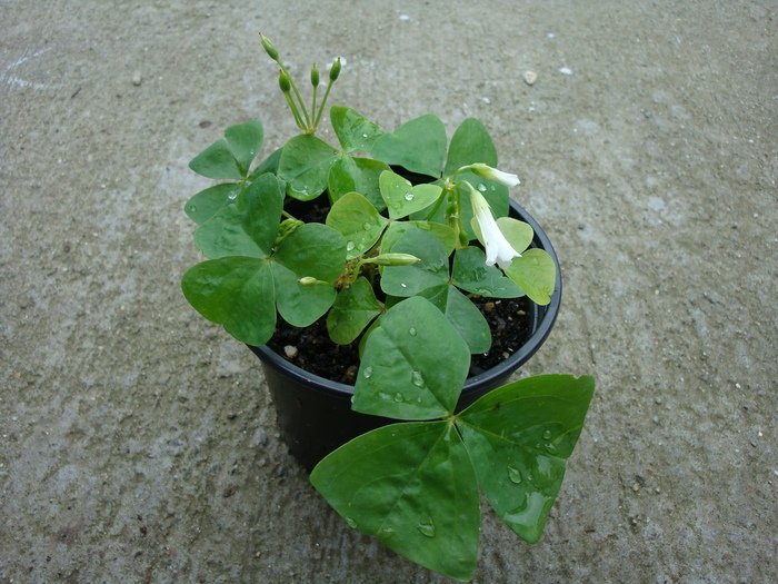 Oxalis regnelli  (Lucky Shamrock)