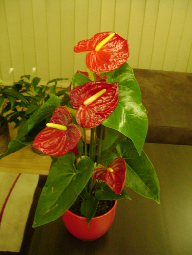 Anthurium