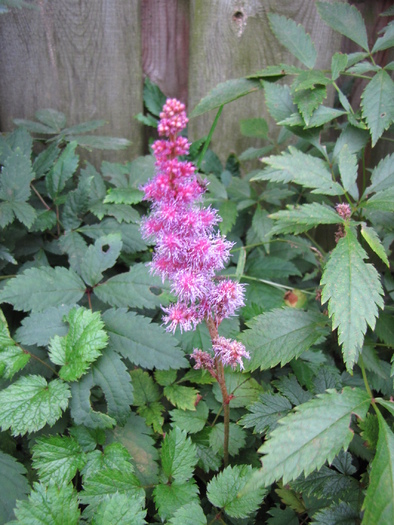 Astilbe 31 aug 2010 - astilbe