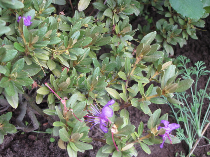 Rhododendron Blue Siver 1 sept 2010 - rhododendron