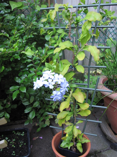 Plumbago 6 sept 2010 (1)