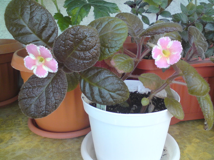 E. Star of Bethleem (1) - Episcia